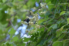 Paullinia fuscescens