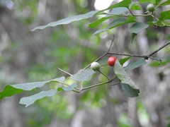 Lycianthes lenta
