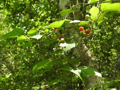 Lycianthes lenta