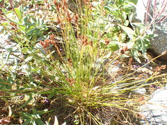 Juncus drummondii