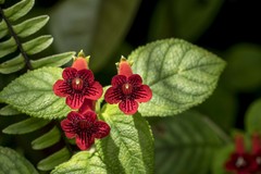 Kohleria inaequalis