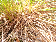 Juncus drummondii