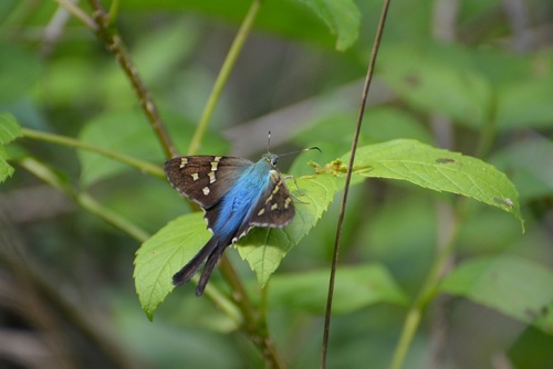 Bluish Longtail