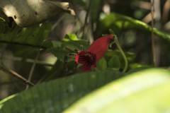 Kohleria inaequalis
