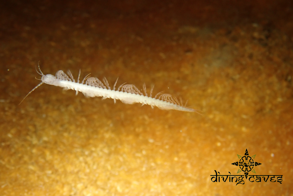 Xibalbanus tulumensis