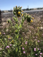 Amsinckia lycopsoides