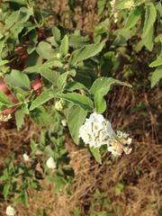 Varronia macrocephala