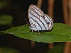 Caeruleuptychia brixius