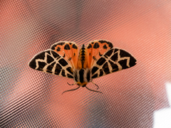 Apantesis nevadensis