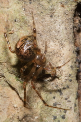 Theridion zantholabio