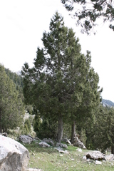 Juniperus drupacea