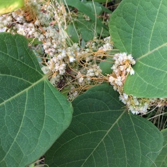 Cuscuta