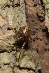 Theridion zantholabio