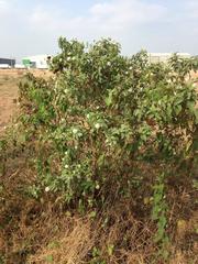 Varronia macrocephala