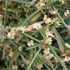 Cuscuta