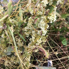 Cuscuta