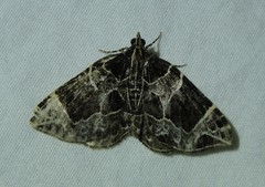 Gandaritis atricolorata