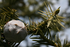 Juniperus drupacea