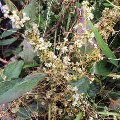 Cuscuta