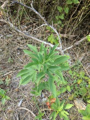 Ambrosia trifida trifida