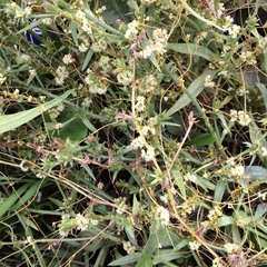 Cuscuta
