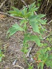 Ambrosia trifida trifida