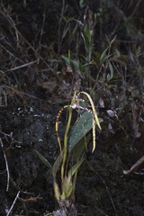 Maxillaria speciosa