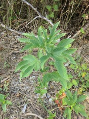 Ambrosia trifida trifida