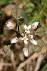 Noccaea perfoliata