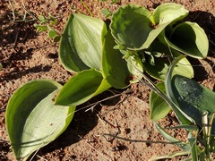 Eriospermum capense capense