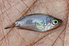 Trichogaster chuna