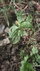 Plantago major