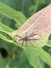 Acholla multispinosa