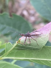 Acholla multispinosa