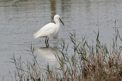 Egretta garzetta