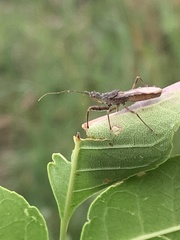 Acholla multispinosa
