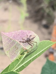 Acholla multispinosa
