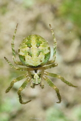 Cryptaranea atrihastula