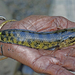 Spotted Snakehead - Photo (c) Vijay Anand Ismavel, some rights reserved (CC BY-NC-SA)