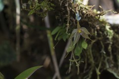 Platystele posadarum