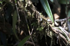 Platystele posadarum