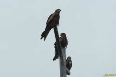 Milvus migrans