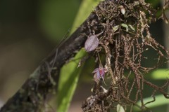 Platystele caudatisepala