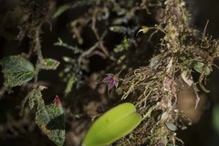 Platystele caudatisepala