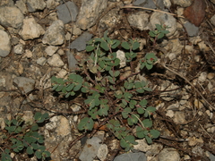 Euphorbia cinerascens
