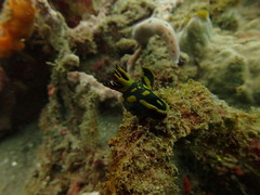 Tambja gabrielae