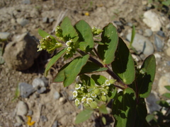Euphorbia lasiocarpa