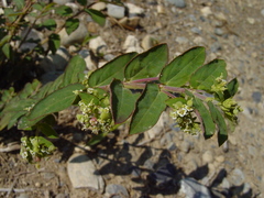 Euphorbia lasiocarpa