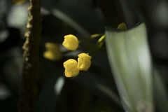 Maxillaria aurea