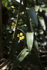 Maxillaria aurea